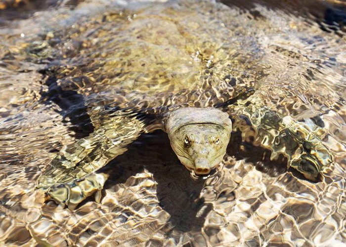 Mueren ocho niños y una adulta, tras comer carne de tortuga en Tanzania