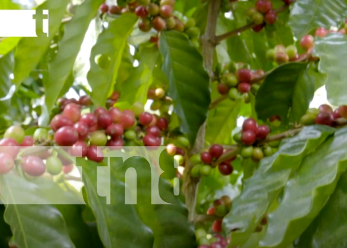 Foto: El Gorrión y otras cooperativas se preparan para exportar café a China tras el TLC/TN8