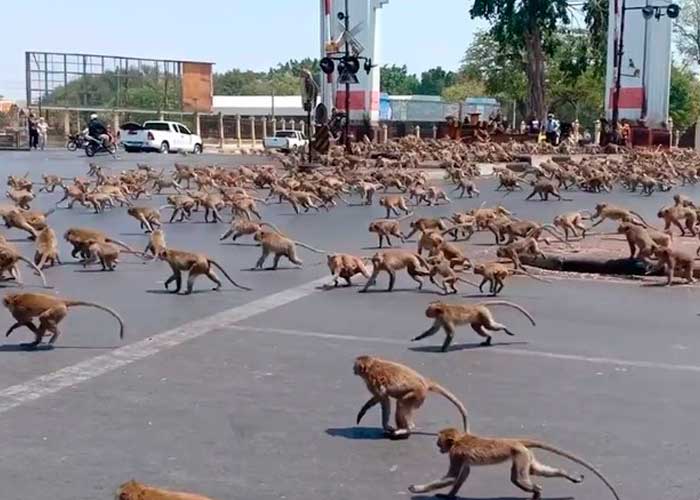 Foto:¡Increíble batalla!: Monos rivales se enfrentan en las calles de Tailandia/Cortesía