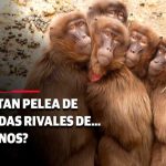 Foto:¡Increíble batalla!: Monos rivales se enfrentan en las calles de Tailandia/Cortesía