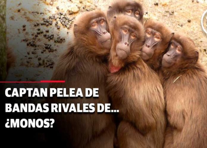 Foto:¡Increíble batalla!: Monos rivales se enfrentan en las calles de Tailandia/Cortesía