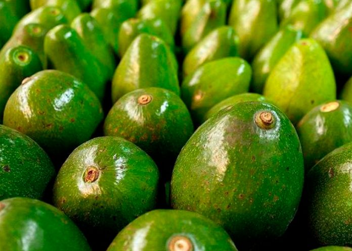 Encuentran aguacates con cocaína en Colombia