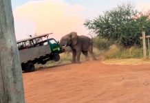 Elefante enfurecido ataca a turistas en Sudáfrica