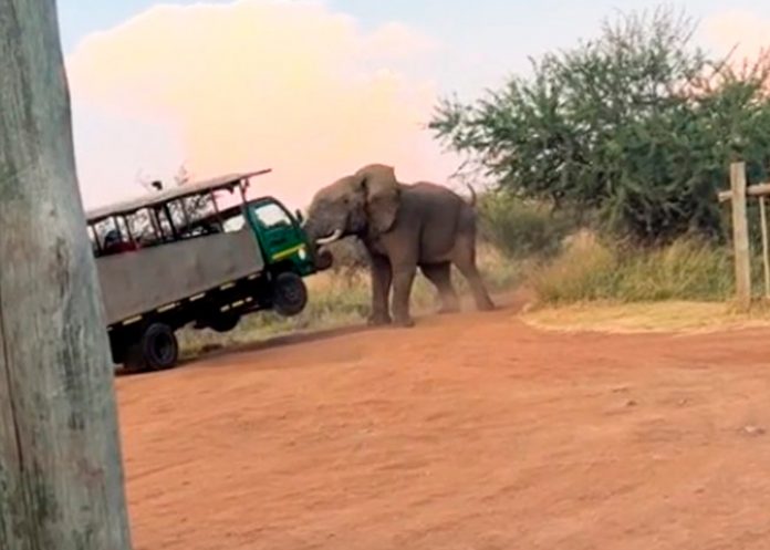 Elefante enfurecido ataca a turistas en Sudáfrica