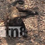 Monos congos de Matiguás reciben golpe de calor