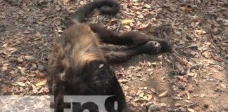 Monos congos de Matiguás reciben golpe de calor