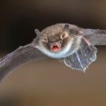 Invasión de murciélagos provoca cierre de sede ministerial en Uruguay