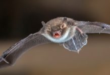 Invasión de murciélagos provoca cierre de sede ministerial en Uruguay