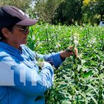 Productores de Nicaragua reciben capacitación