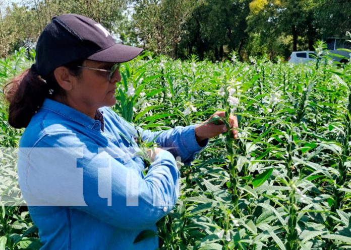 Productores de Nicaragua reciben capacitación