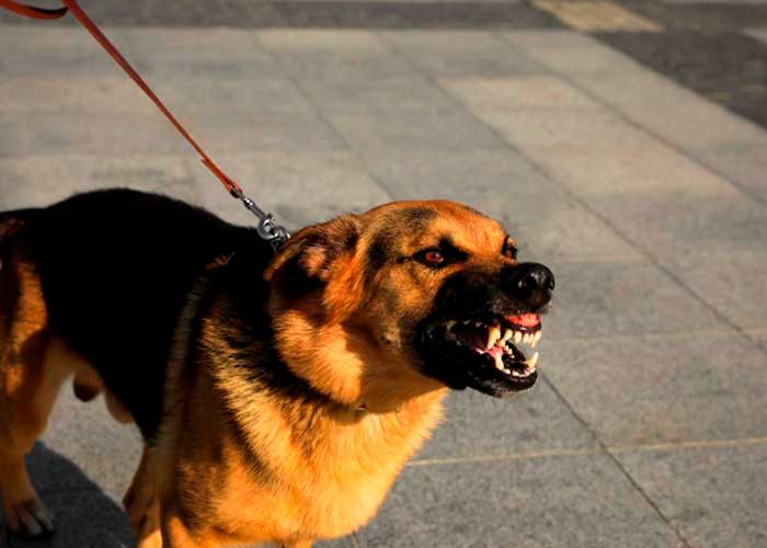 Ataque de perros en Costa Rica 