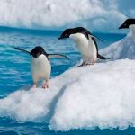 Pingüinos en la Antártida se enferman de gripe aviar