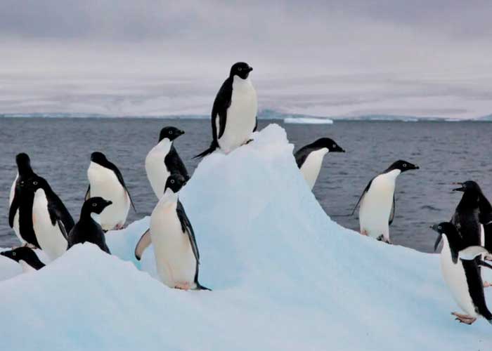 Pingüinos en la Antártida se enferman de gripe aviar