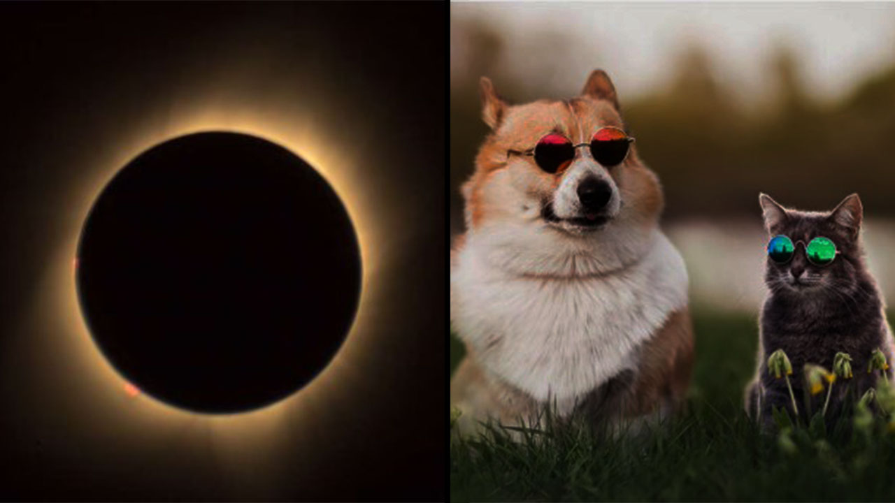 Foto: ¿El eclipse solar afecta a los animales salvajes y domésticos? / Cortesìa