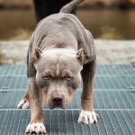 Destrozado por dos perros de raza pitbull en Italia