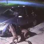 Dos perros pitbull destruyeron un auto en Florida
