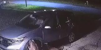 Dos perros pitbull destruyeron un auto en Florida