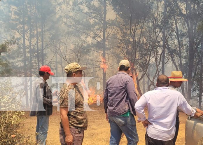 Foto: Brigadas logran controlar incendio forestal en zona fronteriza de Somoto en Madriz/TN8