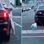 Perrito abandonado persigue a su dueño en plena carretera