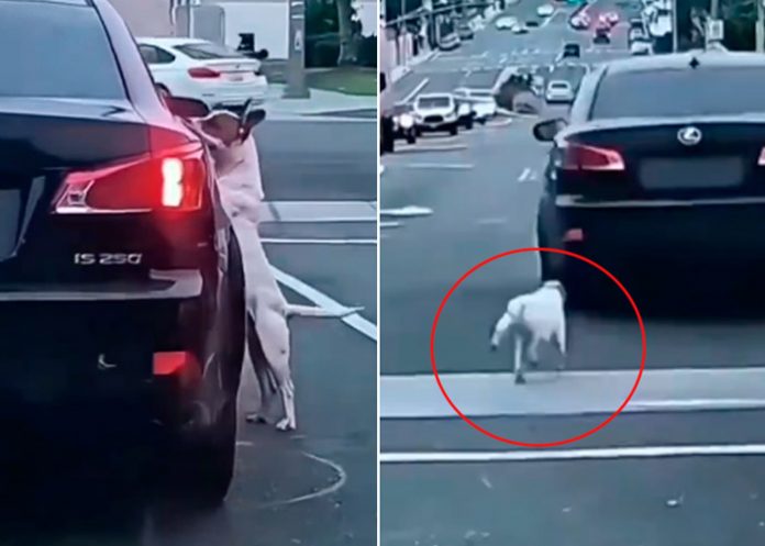Perrito abandonado persigue a su dueño en plena carretera