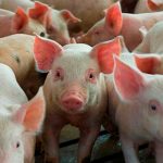 Incrementa producción de carne porcina en Nicaragua