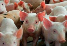 Incrementa producción de carne porcina en Nicaragua