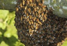 ¿Cómo llegaron las abejas africanizadas que están matando en Centroamérica?