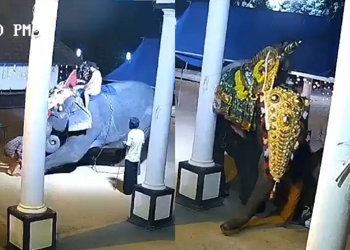 En medio de un show en la India, elefante aplasta a un hombre (VIDEO)