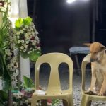 Perrito se hace viral por asistir al funeral de su dueña, esta es su reacción