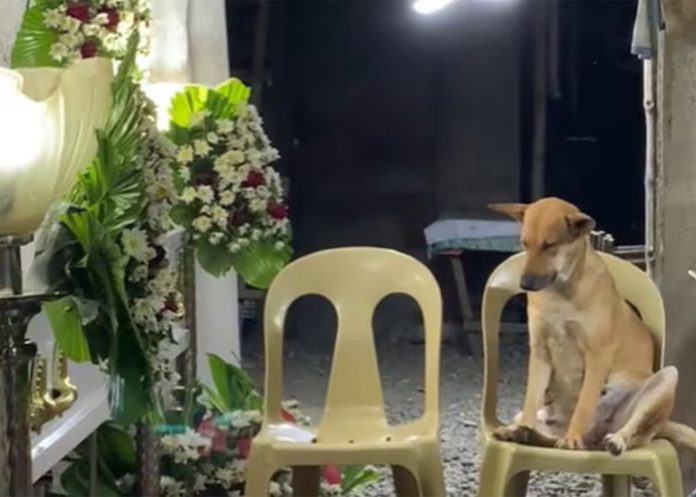 Perrito se hace viral por asistir al funeral de su dueña, esta es su reacción