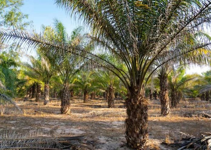 Crece la producción de palma aceitera en Nicaragua
