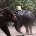 Trágico: Adolescente muere aplastado por elefante en Bangladesh (Video)