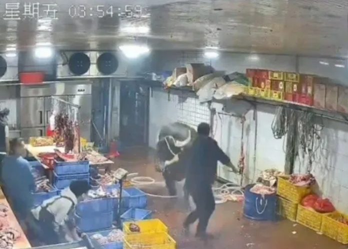 Vaca escapa del matadero y ataca a empleados