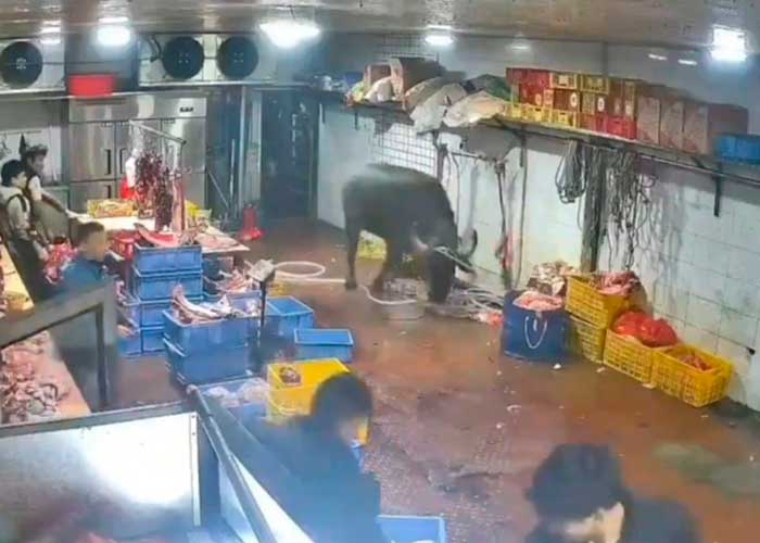 Toro escapó de un matadero y ataca a los trabajadores