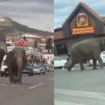 El caos se armó: Elefante se escapa de un circo en Montana, Estados Unidos