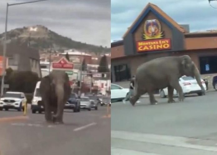 El caos se armó: Elefante se escapa de un circo en Montana, Estados Unidos