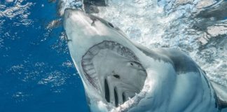 Tiburón blanco arranca la pierna de un adolescente en Australia