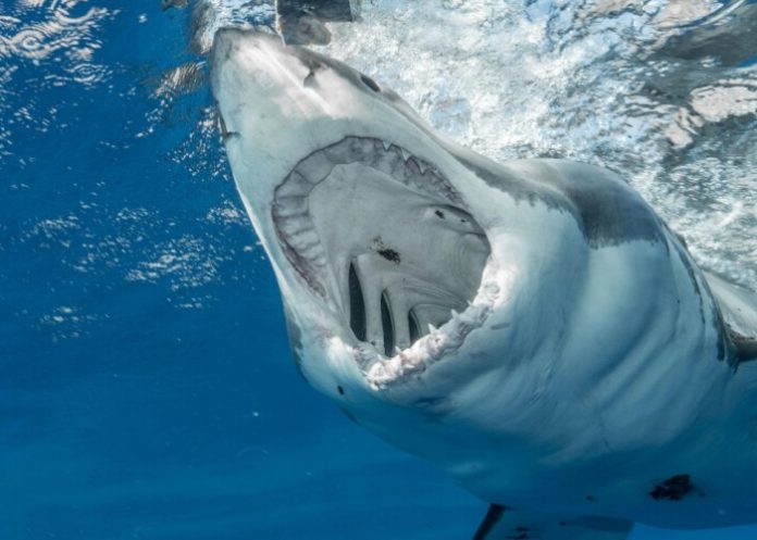 Tiburón blanco arranca la pierna de un adolescente en Australia