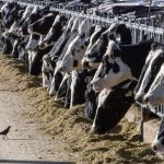 En Texas una persona se infecta de gripe aviar tras contacto con ganado