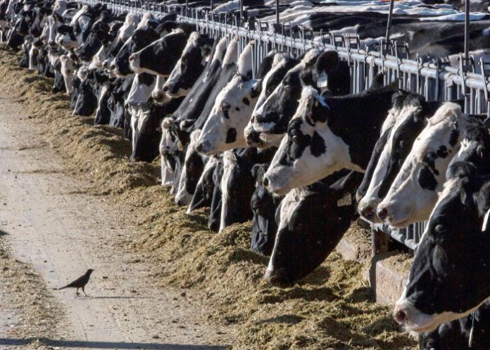 En Texas una persona se infecta de gripe aviar tras contacto con ganado