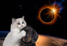 Foto: ¿El eclipse solar afecta a los animales salvajes y domésticos? / Cortesìa