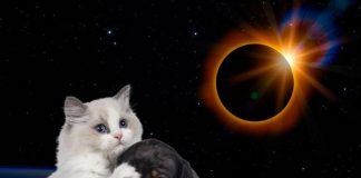 Foto: ¿El eclipse solar afecta a los animales salvajes y domésticos? / Cortesìa