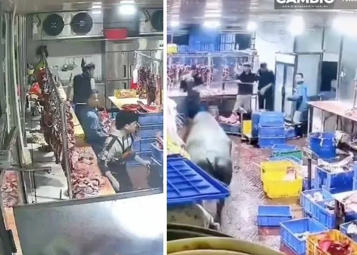 Vaca escapa del matadero y ataca a empleados