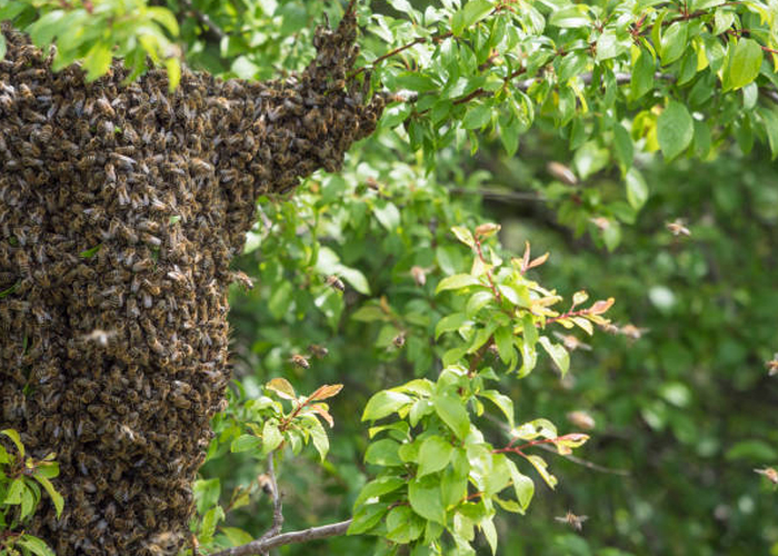 ¿Cómo llegaron las abejas africanizadas que están matando en Centroamérica?
