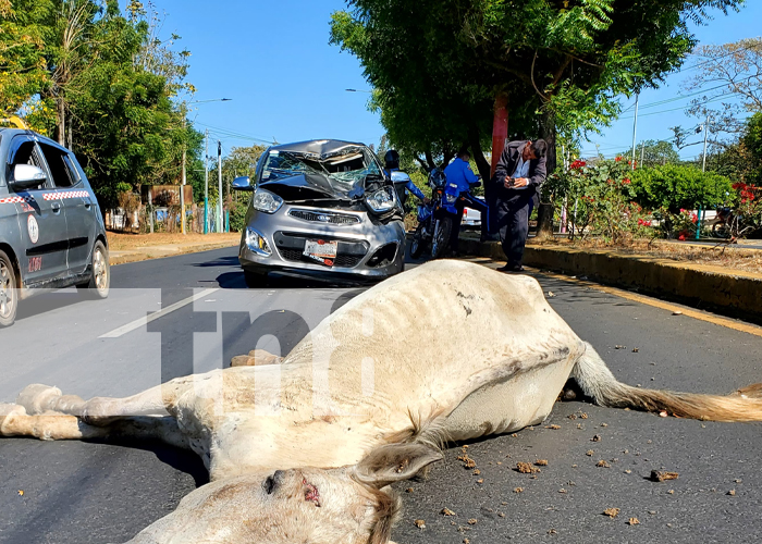 Caballo suelto provoca accidente con taxi en Masaya