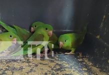 Foto: MARENA desarticula red de tráfico ilegal de aves protegidas en Jinotega/TN8