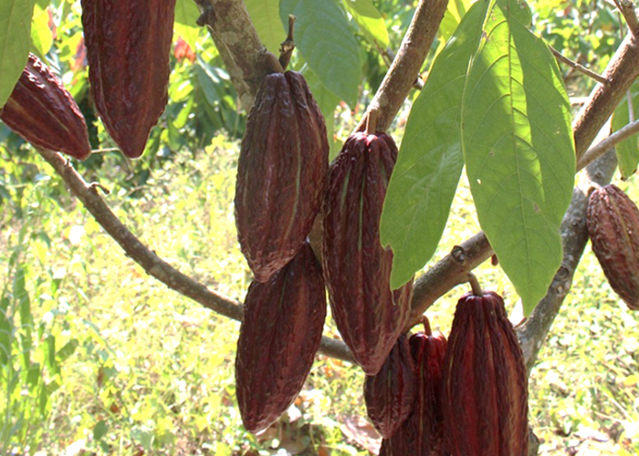 Producción de cacao con resultados satisfactorios