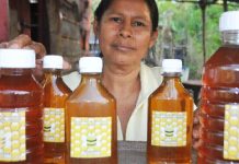 Buenos resultados en producción nacional de miel en Nicaragua
