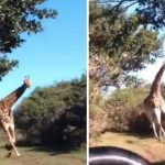 Foto: Jirafa furiosa persigue a turistas en un safari, el video es impresionante / Cortesía