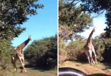 Foto: Jirafa furiosa persigue a turistas en un safari, el video es impresionante / Cortesía